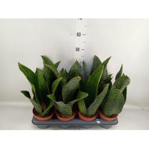 Sansevieria   ...