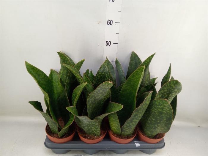 <h4>Sansevieria   ...</h4>