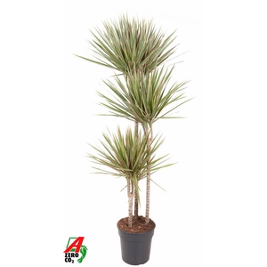 Dracaena Bicolor