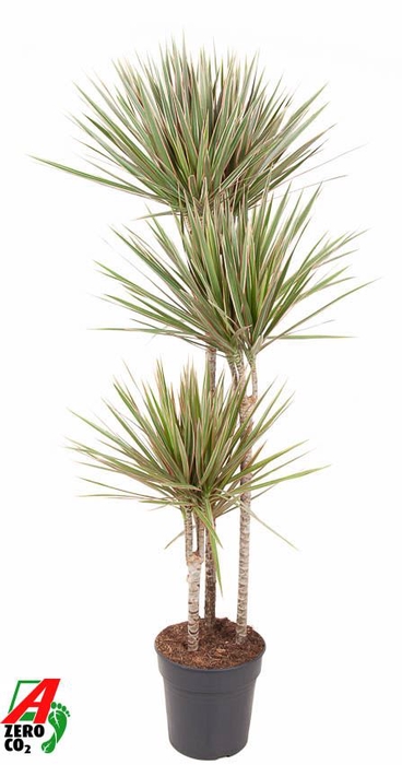 <h4>Dracaena Bicolor</h4>