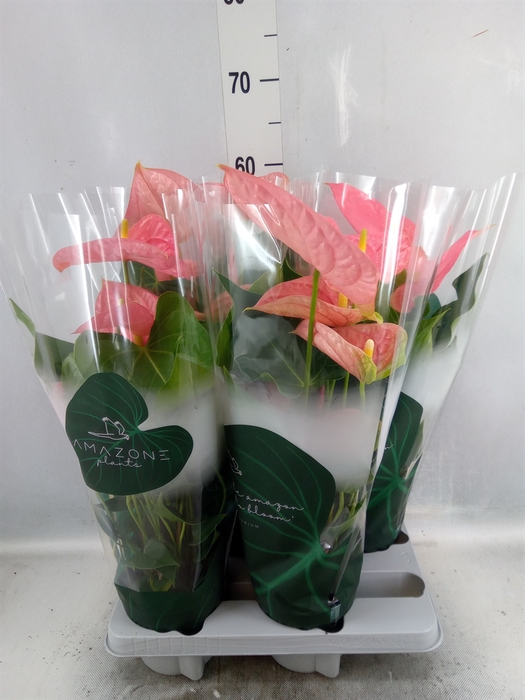 <h4>Anthurium andr. 'Colorado'</h4>