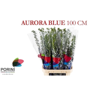 DELPH DU AURORA BLUE