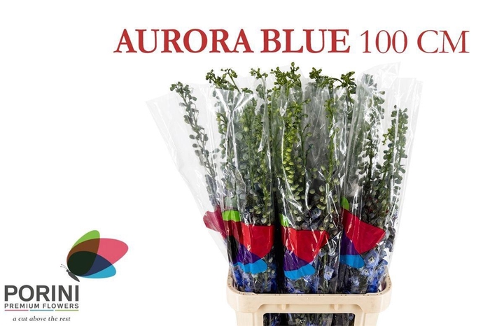 <h4>DELPH DU AURORA BLUE</h4>