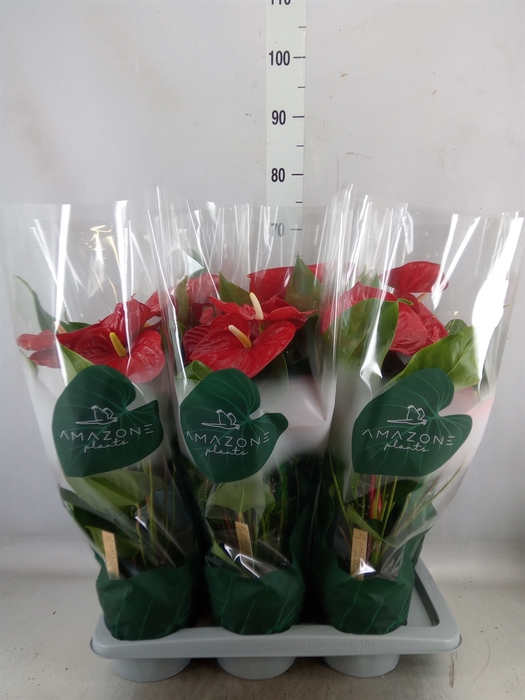 <h4>Anthurium andr. 'Nevada'</h4>