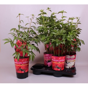 Paeonia 21CM C4 Mix Longlife Exclusive