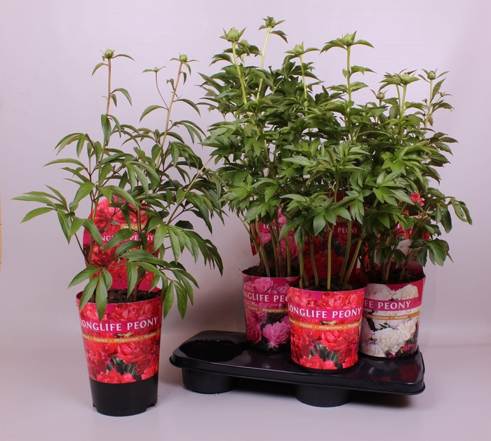<h4>Paeonia 21CM C4 Mix Longlife Exclusive</h4>