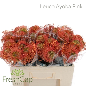 Leuco Ayoba Pink