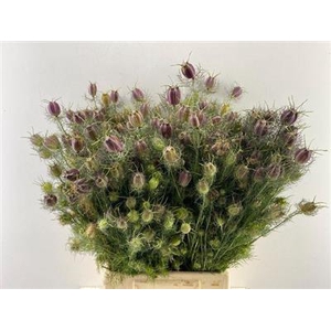 DROOG NIGELLA ROOD D