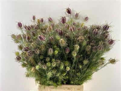 <h4>DROOG NIGELLA ROOD D</h4>