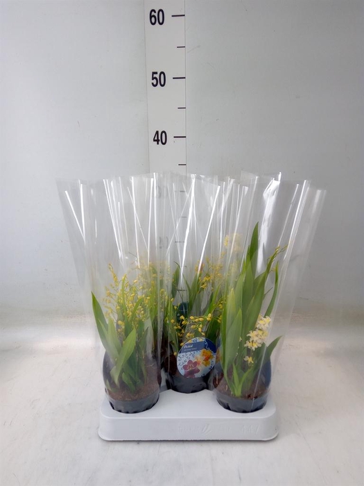 <h4>Oncidium   ...</h4>