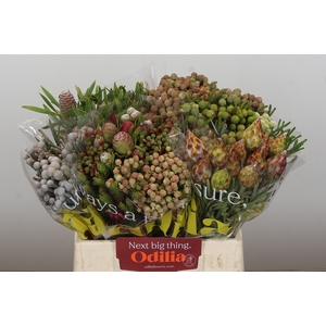 Kaaps Groen Mix in emmer