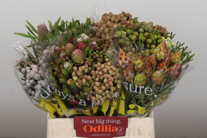 <h4>Kaaps Groen Mix in emmer</h4>