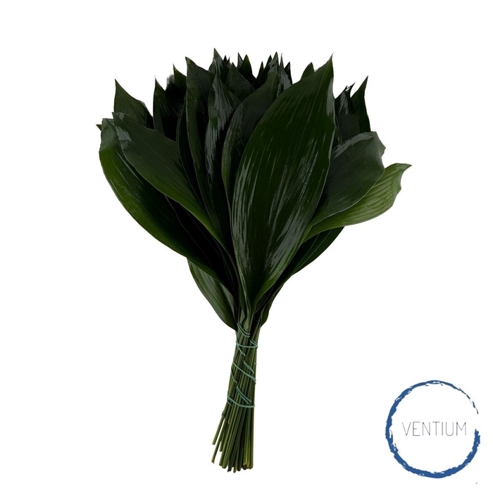 <h4>Aspidistra 60cm</h4>