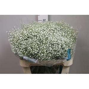 Gyps Pa Zi Discovery