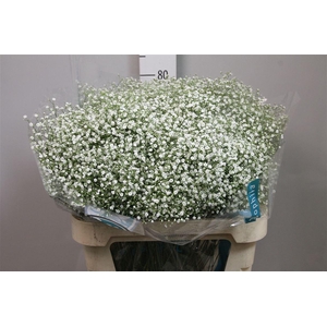 Gyps Pa Zi Discovery