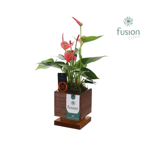 The Green Lighting Garden LED Small met Anthurium