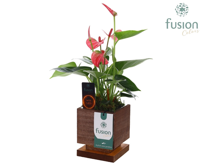 <h4>The Green Lighting Garden LED Small met Anthurium</h4>