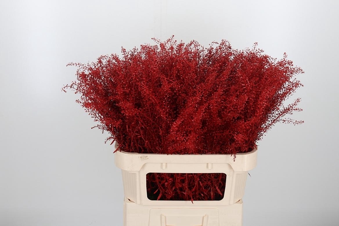 <h4>Lepidium Kl Bh Rood</h4>