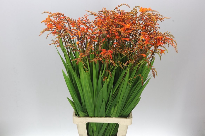 <h4>Crocosmia Peach Melba</h4>