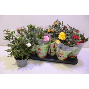 arr8 Ro Star Roses Gem