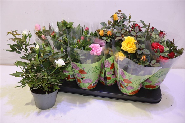 <h4>arr8 Ro Star Roses Gem</h4>