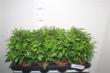 <h4>Fic Be Green Kinky</h4>