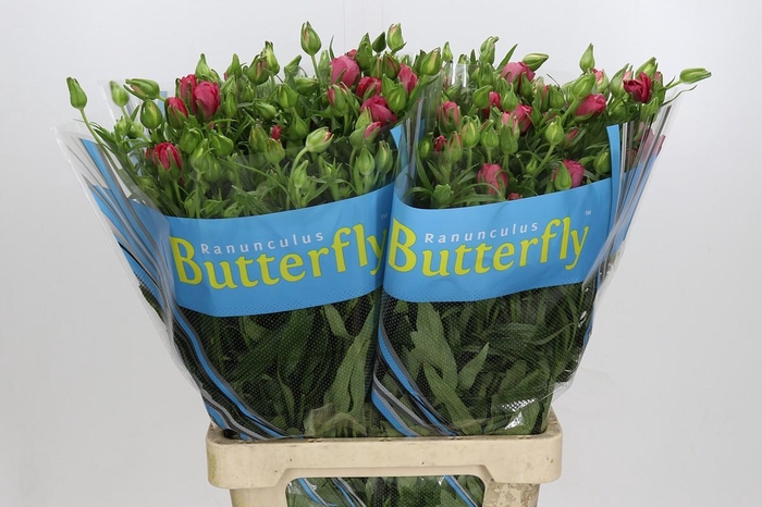<h4>Ranunculus Butterfly Lycia</h4>