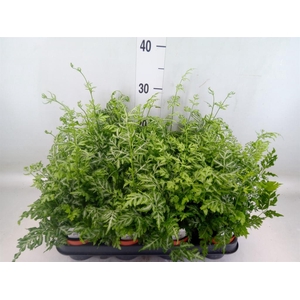 Pteris ensiformis 'Evergemiensis'