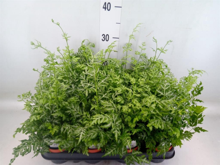 <h4>Pteris ensiformis 'Evergemiensis'</h4>