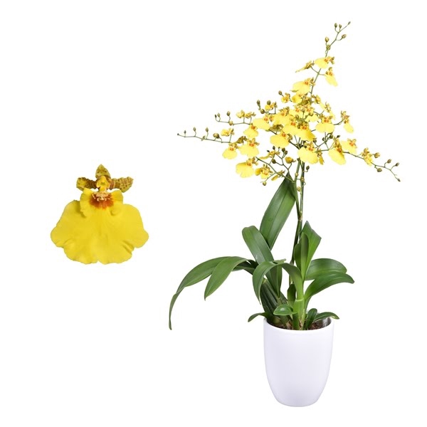 <h4>Oncidium 'Münsterland Stern' 1 tak met wit keramiek</h4>