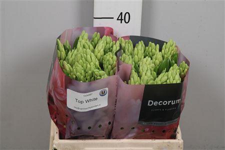 <h4>Hyac Top White</h4>