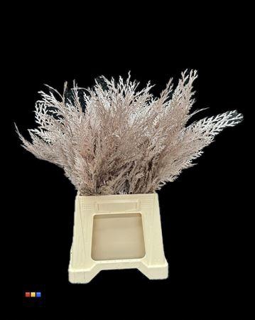 <h4>Coniferen Champagne</h4>