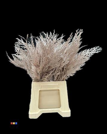 <h4>Coniferen Champagne</h4>