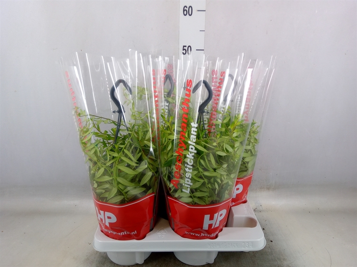 <h4>Aeschynanthus  'Japhrolepis'</h4>