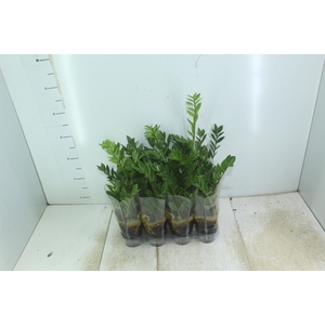 ZAMIOCULCAS P09