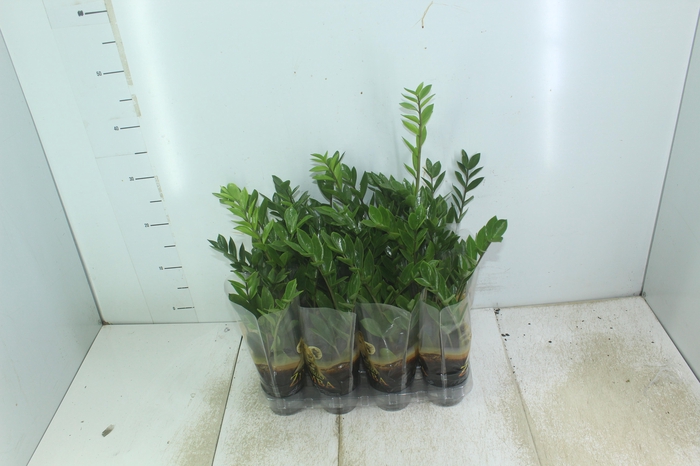 <h4>ZAMIOCULCAS P09</h4>