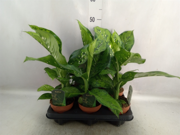 <h4>Dieffenbachia</h4>