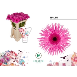 Gerbera Spider Naomi Water x40