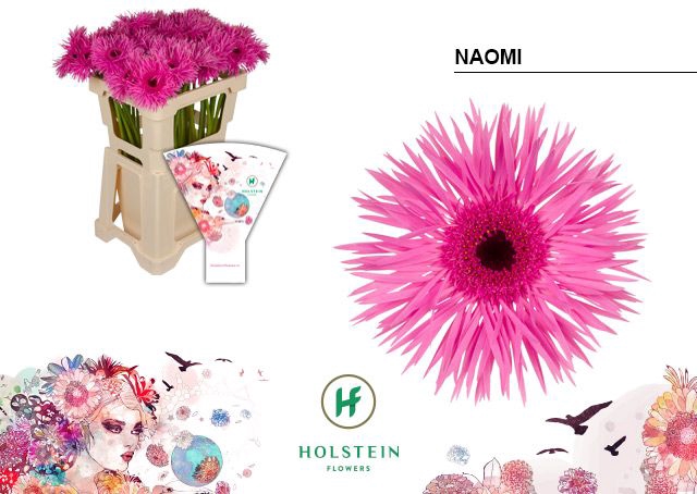 <h4>Gerbera Spider Naomi Water x40</h4>