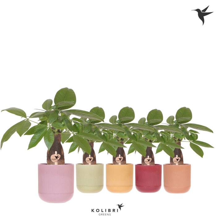 <h4>Kolibri Greens Pachira in Flare pot mix</h4>