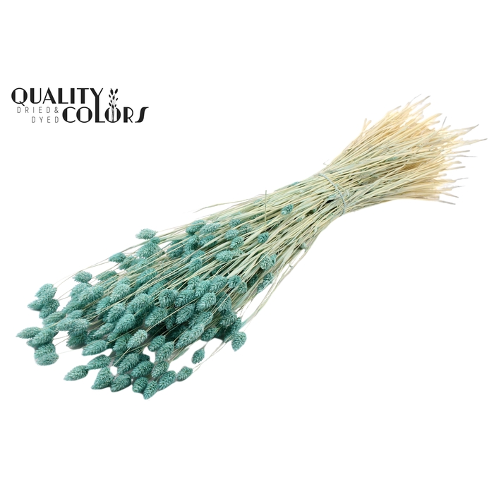 <h4>Phalaris per bunch Bleached Frosted Light Blue</h4>