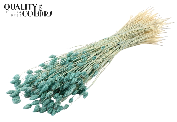 Phalaris per bunch Bleached Frosted Light Blue