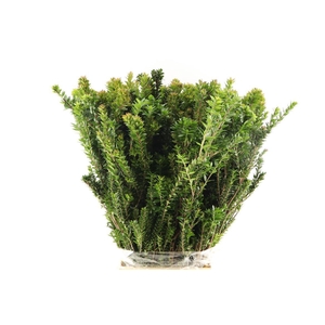 Mirte Tarantino 300gr