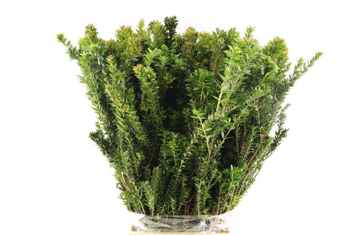 <h4>Mirte Tarantino 300gr</h4>