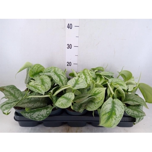 Scindapsus pictus 'Trebie'