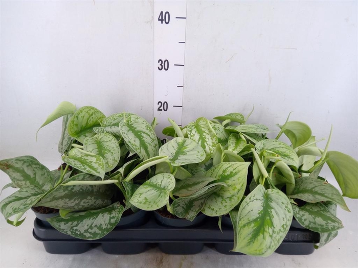 <h4>Scindapsus pictus 'Trebie'</h4>