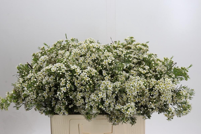 <h4>Chamelaucium Arbel</h4>