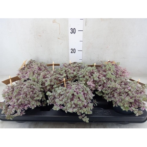 Callisia repens 'Rosato'