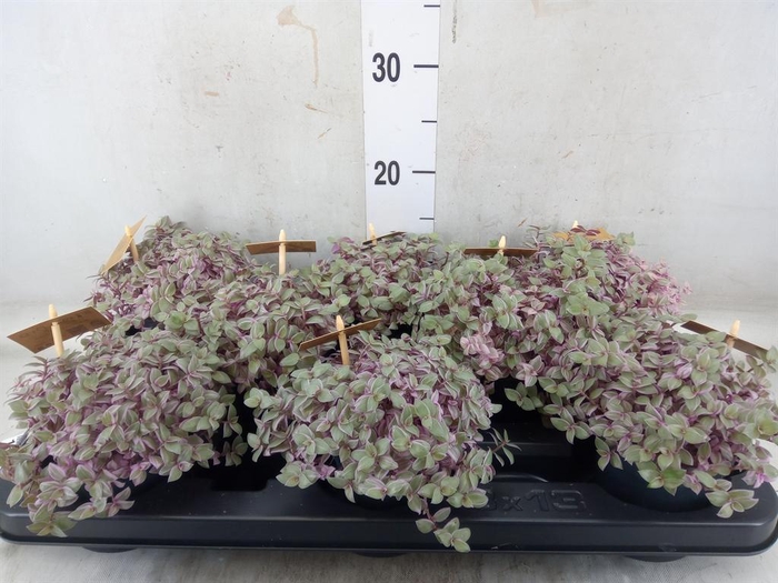 <h4>Callisia repens 'Rosato'</h4>