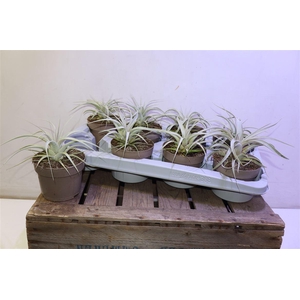 arr8 Tillandsia Xerograph